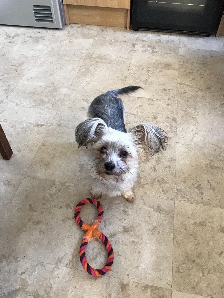 chinese crested gumtree